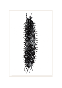 Marine Worm: 'Elvis'. Prices From: