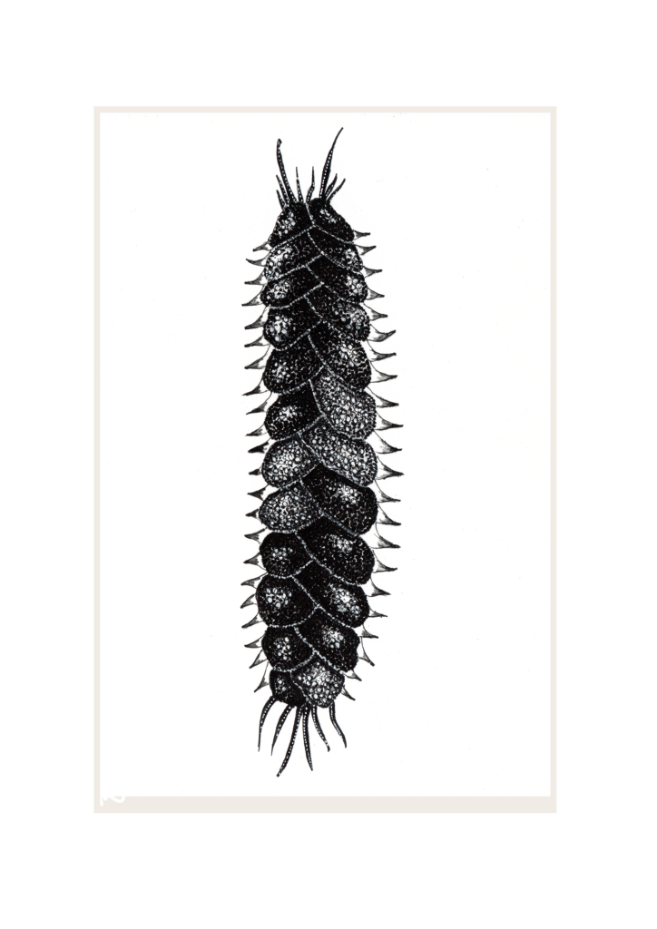 Marine Worm: 'Elvis'. Prices From: