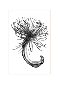 Marine Worm: 'Scorpion Tail'. Prices from: