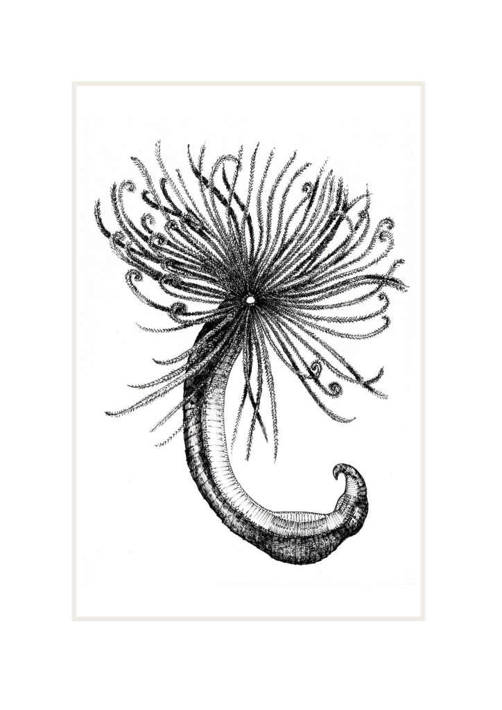 Marine Worm: 'Scorpion Tail'. Prices from:
