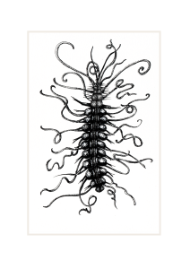Marine Worm: 'Tentacles'. Prices From