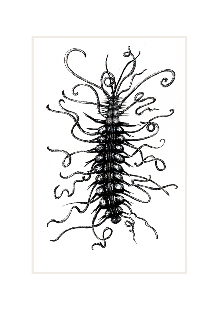 Marine Worm: 'Tentacles'. Prices From