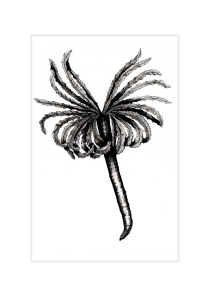 Marine Worm, Feather Duster. Prices from: 