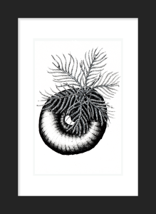 Marine Worm: 'Tube' Worm. Prices From: