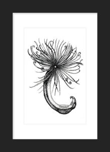 Marine Worm: 'Scorpion Tail'. Prices from: