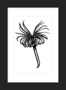 Marine Worm, Feather Duster. Prices from: 