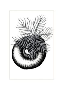 Marine Worm: 'Tube' Worm. Prices From: