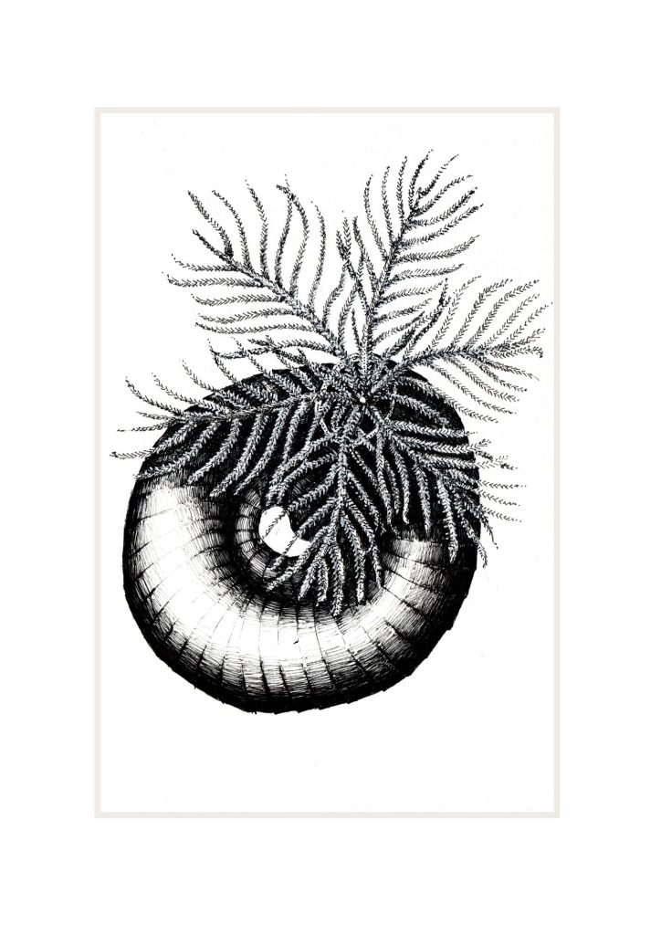Marine Worm: 'Tube' Worm. Prices From: